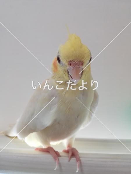 迷い鳥の写真