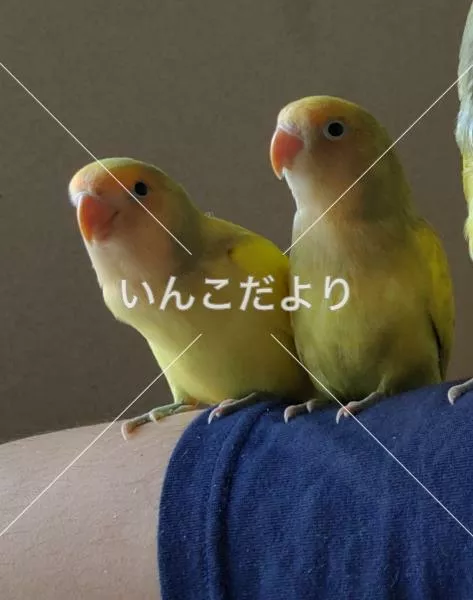 迷い鳥の写真