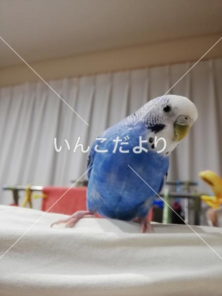 迷い鳥の写真