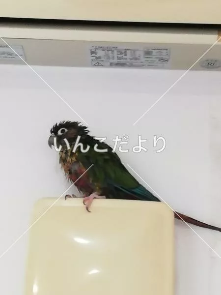 迷い鳥の写真