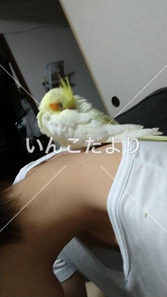 迷い鳥の写真