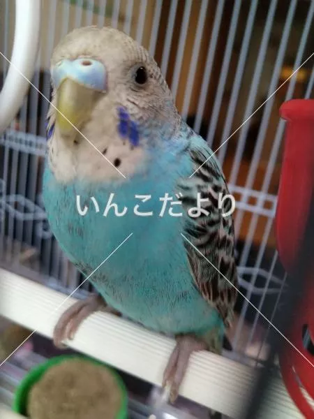 保護鳥の写真