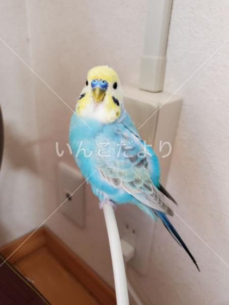 迷い鳥の写真