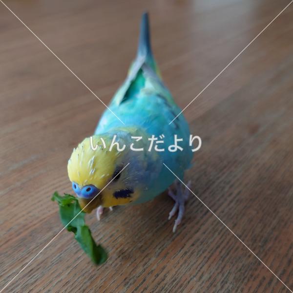 迷い鳥の写真
