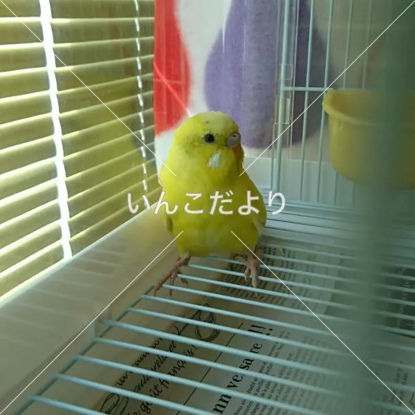 保護鳥の写真