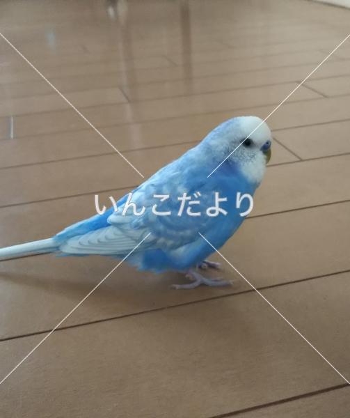 迷い鳥の写真