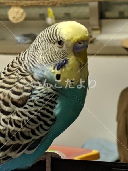 迷い鳥の写真