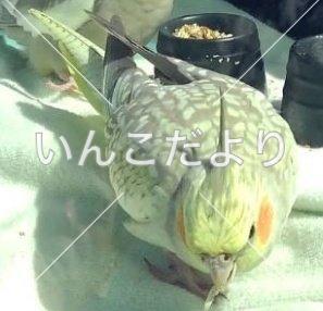 迷い鳥の写真