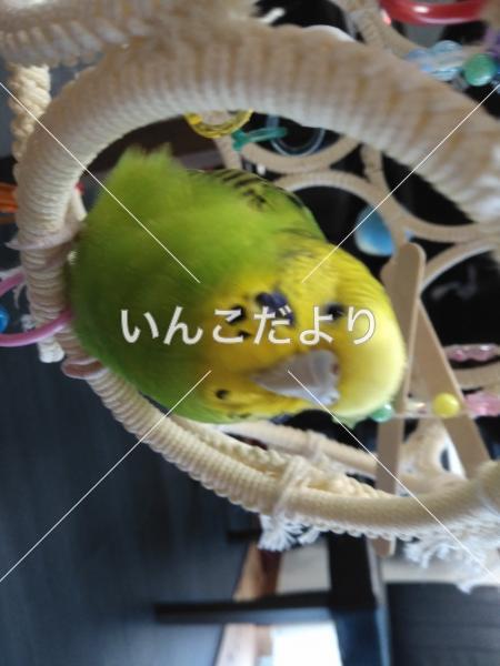 迷い鳥の写真