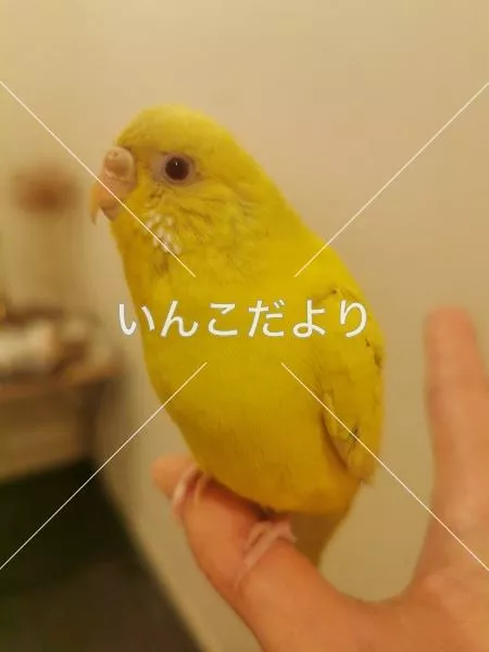 保護鳥の写真