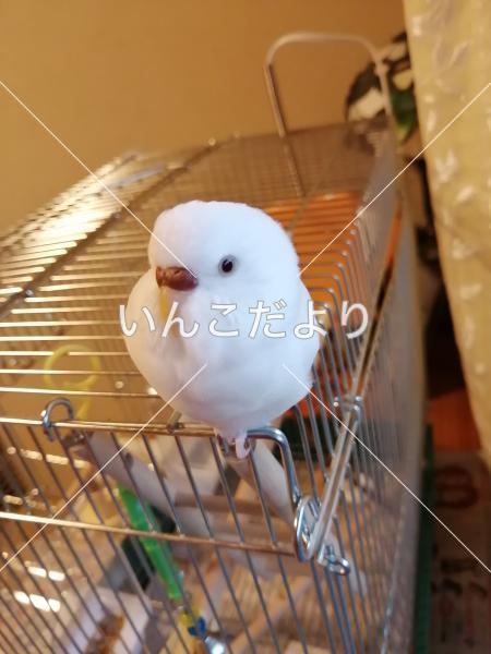 迷い鳥の写真