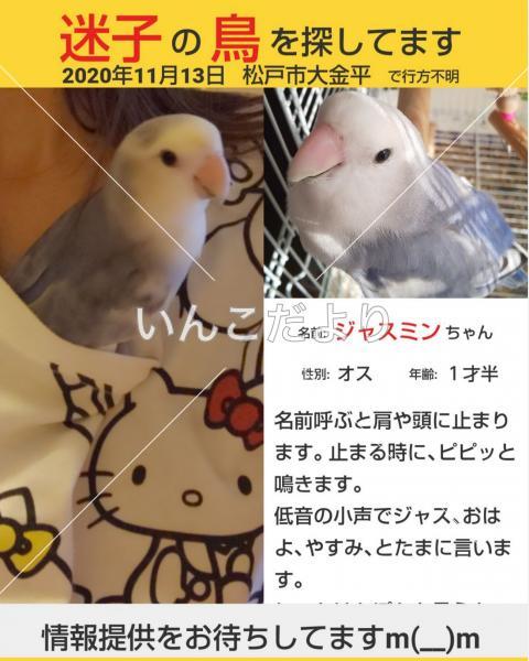 迷い鳥の写真