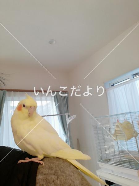 迷い鳥の写真