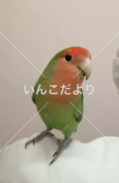 保護鳥の写真