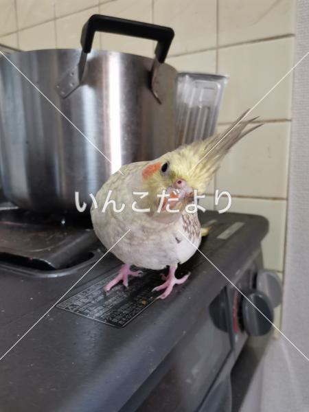 迷い鳥の写真