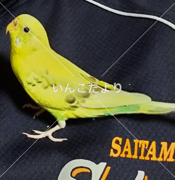 迷い鳥の写真