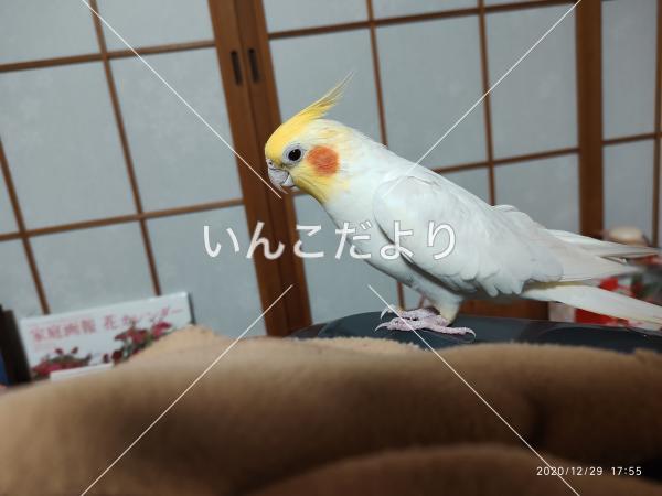 迷い鳥の写真