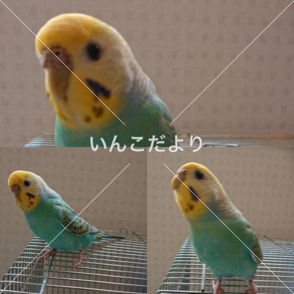 迷い鳥の写真