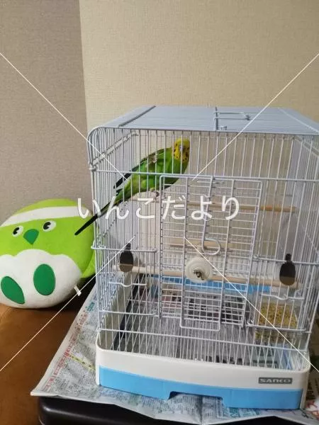 保護鳥の写真
