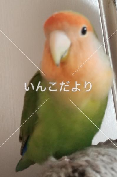 迷い鳥の写真