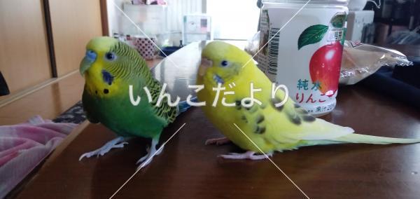 迷い鳥の写真