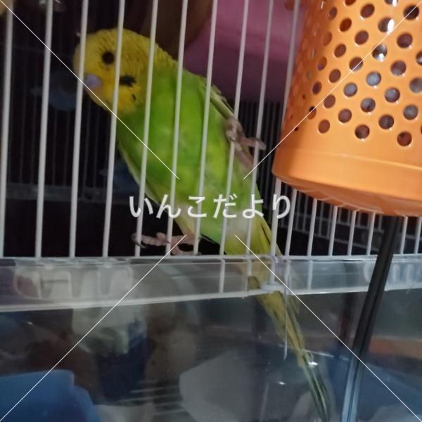 迷い鳥の写真