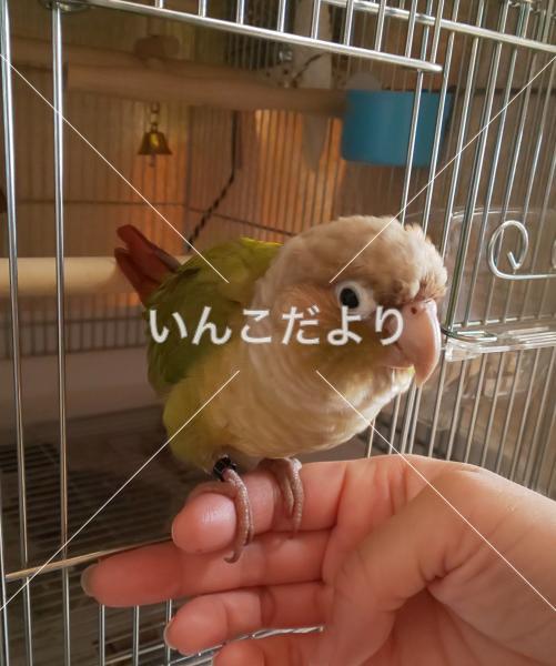 迷い鳥の写真