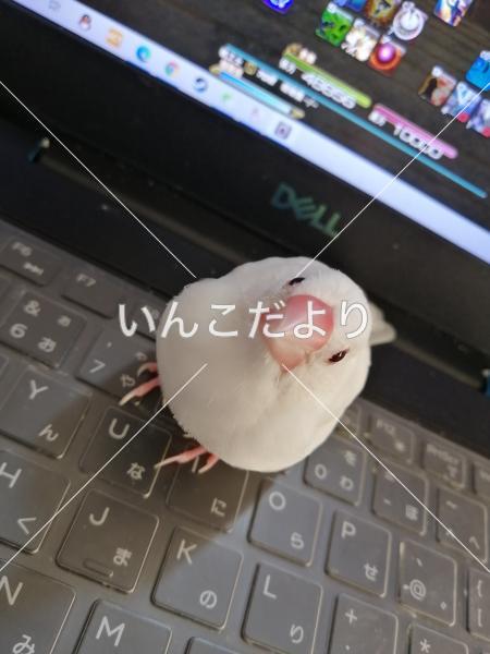 迷い鳥の写真