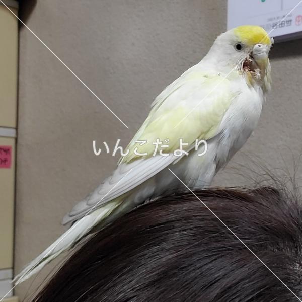 保護鳥の写真