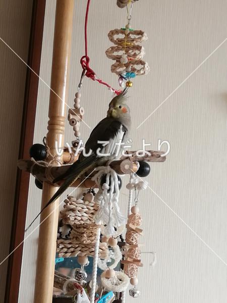 迷い鳥の写真