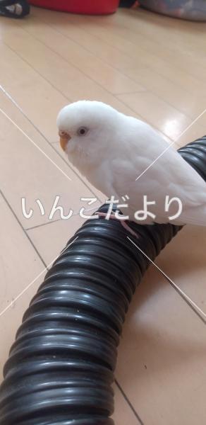 迷い鳥の写真