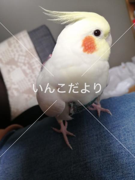 迷い鳥の写真