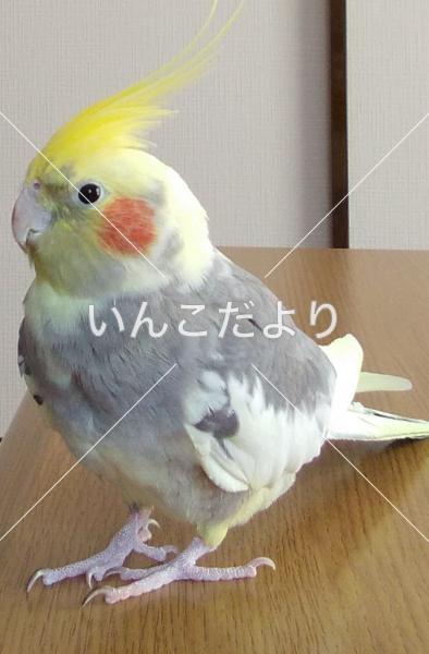 迷い鳥の写真