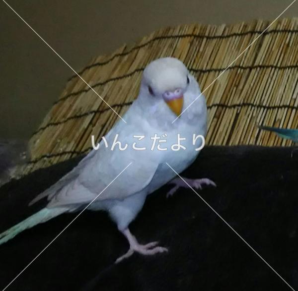 迷い鳥の写真