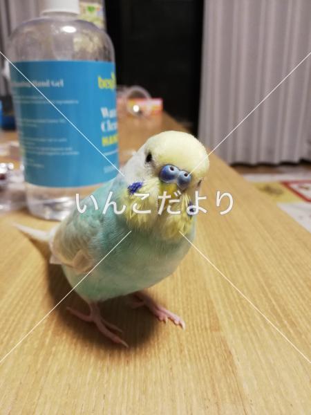 迷い鳥の写真