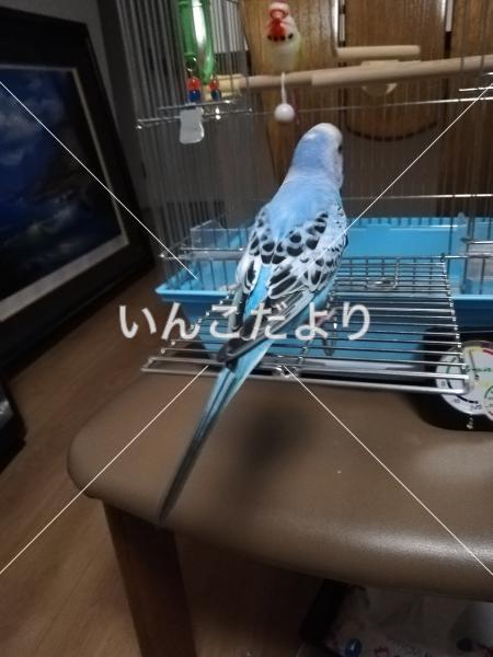 迷い鳥の写真