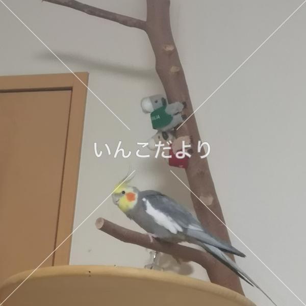迷い鳥の写真
