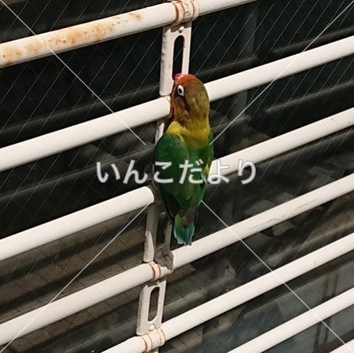 迷い鳥の写真