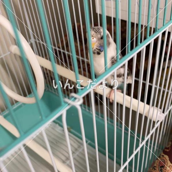 保護鳥の写真