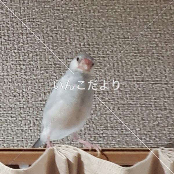迷い鳥の写真