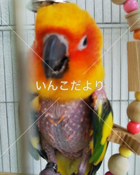 迷い鳥の写真