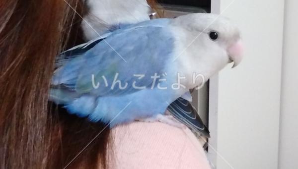 迷い鳥の写真