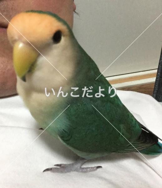迷い鳥の写真