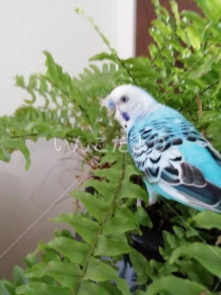 迷い鳥の写真