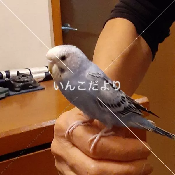 保護鳥の写真