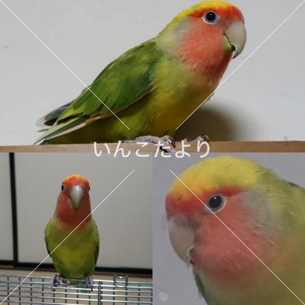 迷い鳥の写真