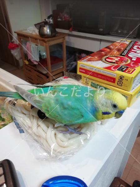 迷い鳥の写真