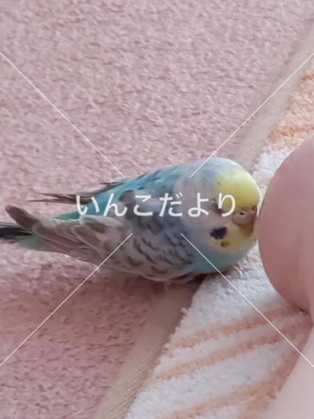迷い鳥の写真