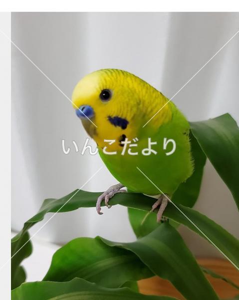 迷い鳥の写真