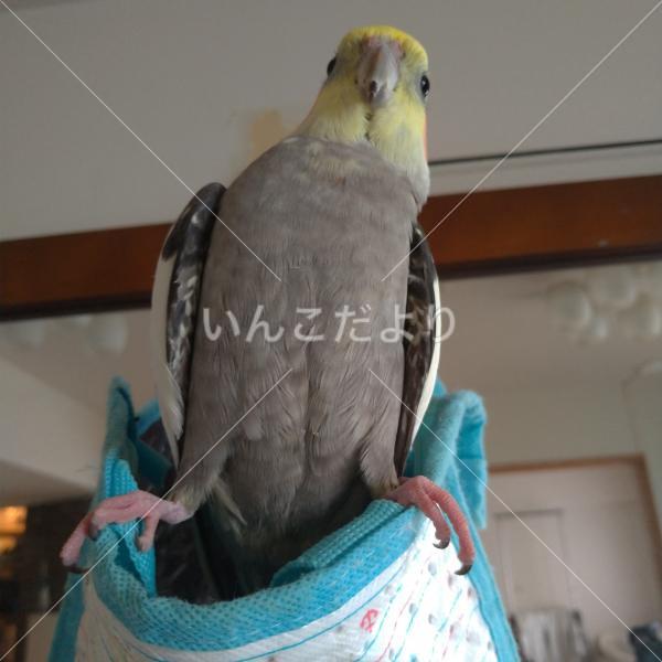 迷い鳥の写真